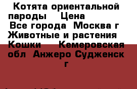 Котята ориентальной пароды  › Цена ­ 12 000 - Все города, Москва г. Животные и растения » Кошки   . Кемеровская обл.,Анжеро-Судженск г.